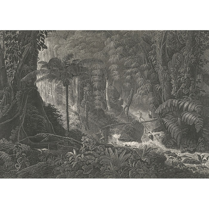 Virgin forest on the banks of the Rio Bonito, Brazil - Une estampe d’après Frédéric de Clarac