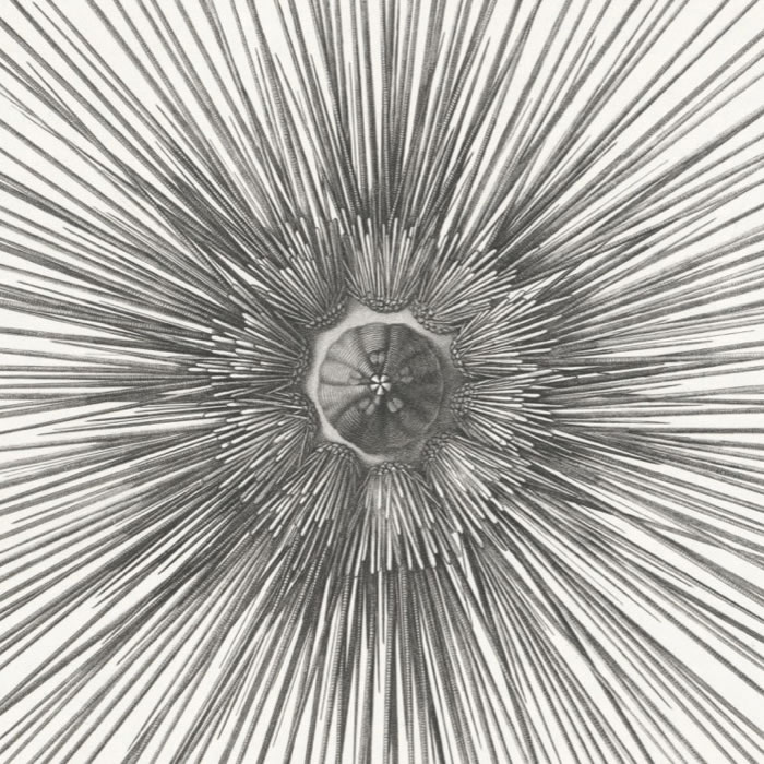 Sea urchins - Une estampe d’après Jules-César Savigny
