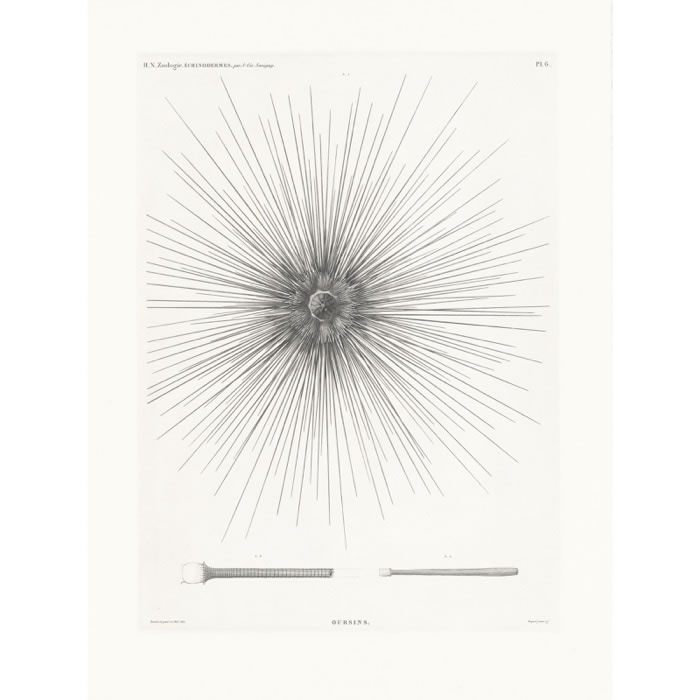 Sea urchins - Une estampe d’après Jules-César Savigny